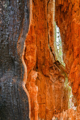 Obraz premium stare rozwalone drzewo 4