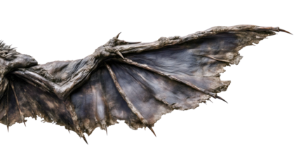 A tattered demon wing with holes isolated on a white background, a decaying dragon limb, a zombie monster appendage, a rotten leather texture, a scary undead creature prop.