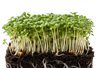 Closeup of vibrant green cress sprouts growing densely in dark soil, isolated on transparent background