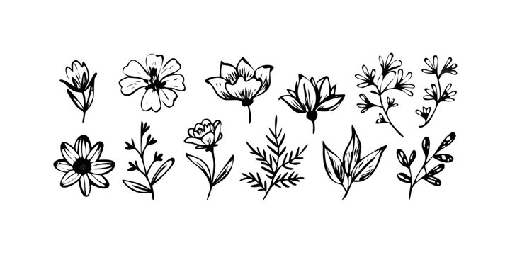 Hand Drawn Floral Elements with Transparent Background 4