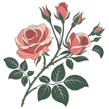 Stylized illustration of pink roses and buds with green leaves and thorny stems on a white background