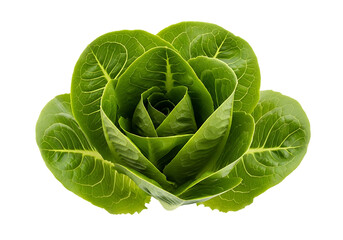 Fototapeta premium Fresh, vibrant green cos lettuce heart forming a beautiful rosette shape, isolated on transparent background