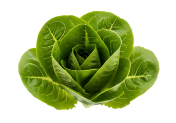 Fresh, vibrant green cos lettuce heart forming a beautiful rosette shape, isolated on transparent background