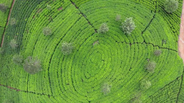 Drone view of Ceylon green tea plantations, 4K footage. Exotic travel and tea cultivation agriculture concept. Haputale, Sri Lanka.
