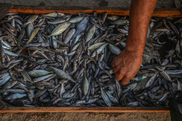 One of the fish market boxes