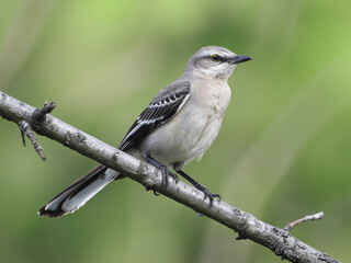 Obraz premium Elegant mockingbird perched serenely on a branch, showcasing nature's beauty in a lush outdoor setting, perfect for wildlife and birdwatching content