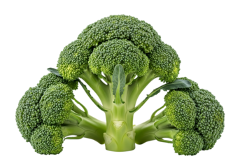 Fresh raw broccoli head cut and displayed against a pure transparent background, showcasing its vibrant green florets and thick central stem