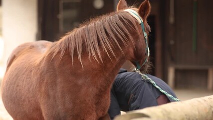 Chestnut horse with blue halter standing at grooming area in winter coat while owner brushes it in cold weather - Powered by Adobe