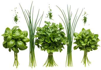 Assortment of fresh green culinary herbs including basil, parsley, and chives, isolated on transparent background