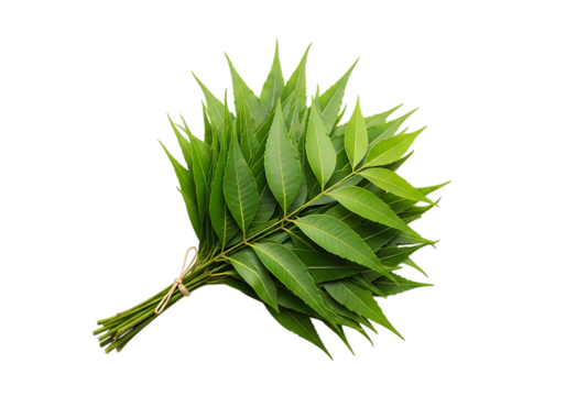 A fresh bunch of vibrant green neem leaves tied together, isolated on transparent background