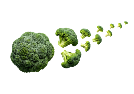 A large head of fresh green broccoli shrinking into smaller florets moving away diagonally isolated on transparent background