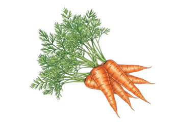 Illustration of a small bunch of fresh orange carrots with vibrant green leafy tops, isolated on transparent background