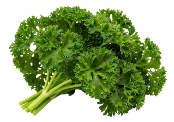 A fresh bunch of curly parsley herb with vibrant green ruffled leaves, isolated on transparent background