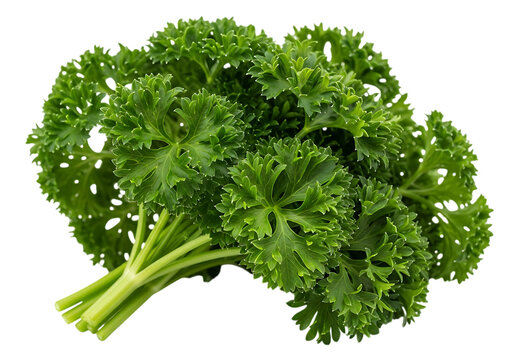 A fresh bunch of curly parsley herb with vibrant green ruffled leaves, isolated on transparent background - Powered by Adobe