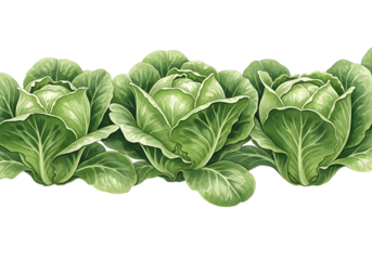 Watercolor illustration of three fresh green cabbages arranged in a row, isolated on transparent background