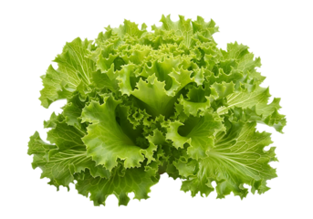 Fresh, vibrant green leaf lettuce with ruffled edges, perfect for salads, isolated on transparent background