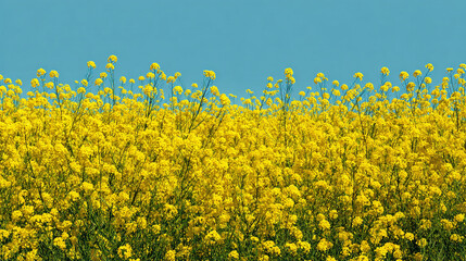 A field of vibrant yellow flowers blooms under a clear blue sky, creating a beautiful contrast