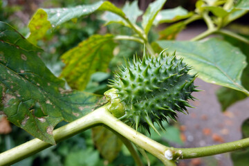 Stechapfel - thorn apple - Datura stramonium