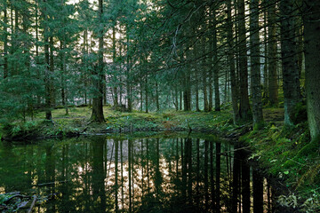 Mystischer Waldsee - mystic lake in the forest