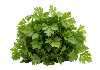 Fresh bunch of curly leaf parsley herb isolated on transparent background for culinary use and garnish