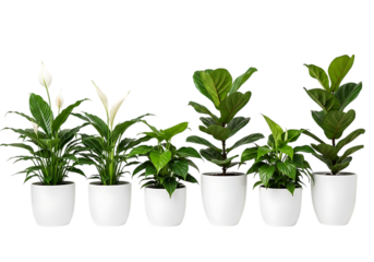 Collection of six different potted green house plants including peace lily and fiddle leaf fig isolated on transparent background