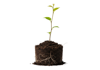 Small green seedling plant with visible root ball and soil, isolated on transparent background