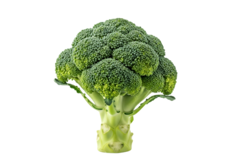 A fresh, vibrant green head of raw broccoli vegetable isolated on transparent background, showcasing its dense florets and thick stalk