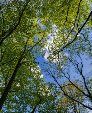 Spring tree crowns in the park in Młoch&oacute;w, Masovia, Poland