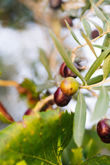 Olive tree with branches full of green and black olives