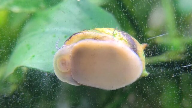 Nerite snail, Eating algae on the glass in the aquascape. Available in 4k.