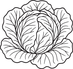 Cabbage vegetable out line art illustration