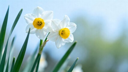 Close-up of Two White Daffodils with Yellow Centers and Green Leaves on a Bright Day