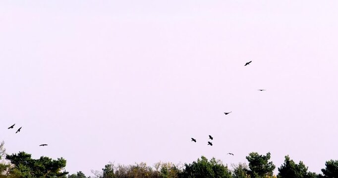 Stado kruk&oacute;w (Corvus corax) krąży w jesiennym, popołudniowym słońcu.
Stado kruk&oacute;w poszukuje padliny, owad&oacute;w i resztek jedzenia, a także ziaren zb&oacute;ż, jag&oacute;d i owoc&oacute;w.