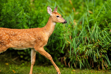 White-tailed deer fawn walking thorugh the yard adjacent to the woods on a summer morning near Hartford, Wisconsin
