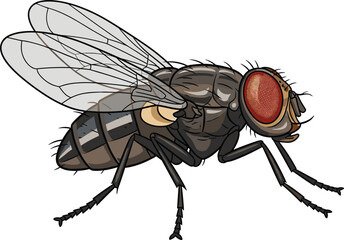 Detailed housefly vector illustration, insect anatomy, compound eyes, transparent wings, entomology diagram, biological study, pest control, scientific reference, realistic style