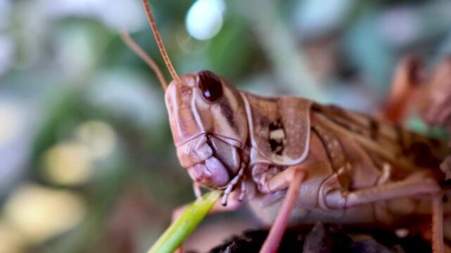 Close up macro of a brown grasshopper chewing a fresh green plant stem, mandibles and compound eye in sharp detail with antennae visible against a soft focus natural background