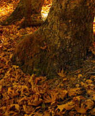 Autumn colored leaves and tree trunk in national park Platania, Cyprus