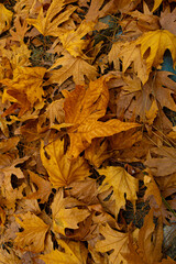 Autumn bright colored leaves on ground