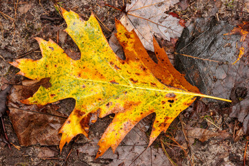 Overhead view of a pin oak leaf on the ground, changing colors in mid-October, within the John Muir Memorial County Park, Montello, Wisconisn