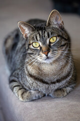 A beautiful brown tabby cat sits comfortably in a loaf position on a sofa. This vertical portrait features the feline looking attentively with bright yellow eyes against a blurred background