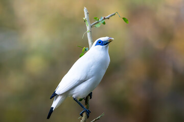 Critically endangered Bali Myna (Leucopsar rothschildi) photographed in its natural habitat,...