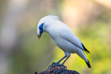 Critically endangered Bali Myna (Leucopsar rothschildi) photographed in its natural habitat, showing its bright white plumage, blue facial skin, and distinctive crest.