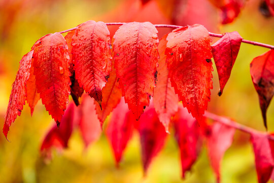 Close-up of sumac leaves, having turned a bright crimson in mid-October within the John Muir Memorial County Park, Montello, Wisconsin, which is along the Ice Age National Scenic Trail