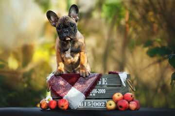 cute french bulldog puppy posing in a wooden basket outdoors in autumn
