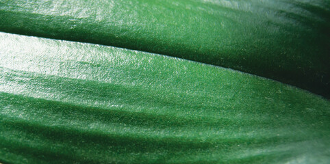 photo of green abstract background