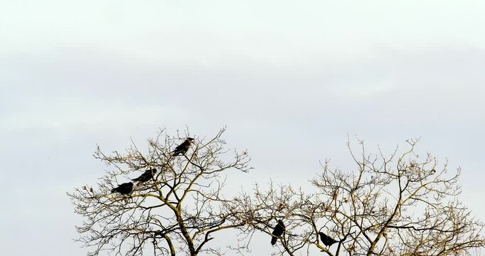 Stado kruk&oacute;w (Corvus corax) odpoczywa w koronach dębu w jesiennym, popołudniowym słońcu.
Stado kruk&oacute;w odpoczywa na wierzchołkach drzew, obserwując okolicę w poszukiwaniu pożywienia.
