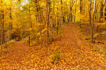 Fototapeta premium Two hiking trails within Pike Lake Unit, Kettle Moraine State Forest, Hartford, Wisconsin converge into on under the colorful autumn gold of the overhead maples in late October