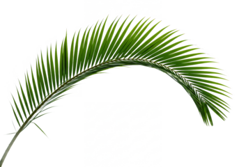 A single vibrant green palm frond is gracefully curved and isolated on a transparent background for easy design use isolated on transparent background