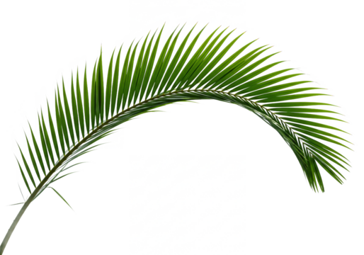 A single vibrant green palm frond is gracefully curved and isolated on a transparent background for easy design use isolated on transparent background