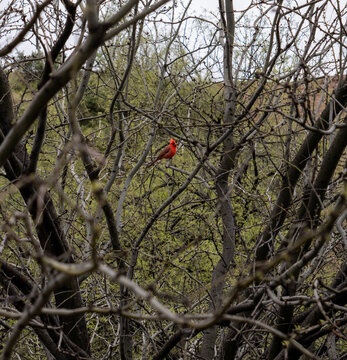 A red Cardinal amongst the mesquite branches in the desert east of Phoenix, Arizona. 